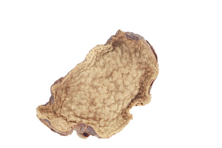 Cistanche deserticola on white background, with Chinese herbal medicine