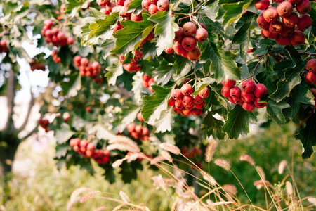 Mature hawthorn fruit hanging from branches in dense leaves. Natural seasonal background of health...