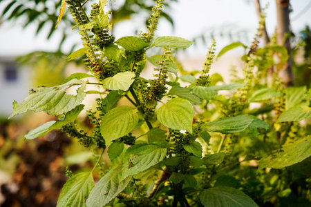 Perilla grows in the wild, and leaves are common seasoning ingredients.