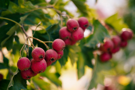 Mature hawthorn fruit hanging from branches in dense leaves. Natural seasonal background of health and natural illustrations. Macro photography of hawthorn fruit in green leaf background.の写真素材
