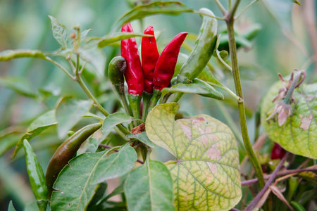 Pepper grows in the field and is very beautiful.
