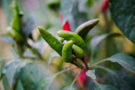 Pepper grows in the field and is very beautiful.の写真素材