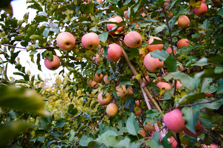 Branch of apple tree with many ripe red apples, Ripe Apples in the Apple Orchard before Harvesting....