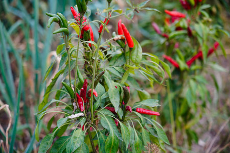 Pepper grows in the field and is very beautiful.