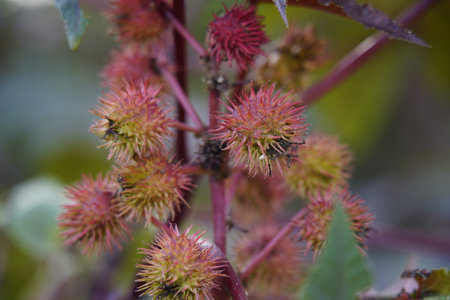 Red prickly fruits of the castor oil plant (Ricinus communis), a species of flowering plant in the...
