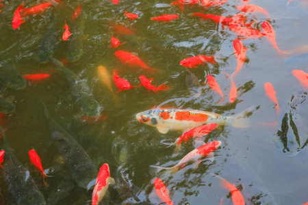 Many goldfish are in the pond, very beautifulの写真素材