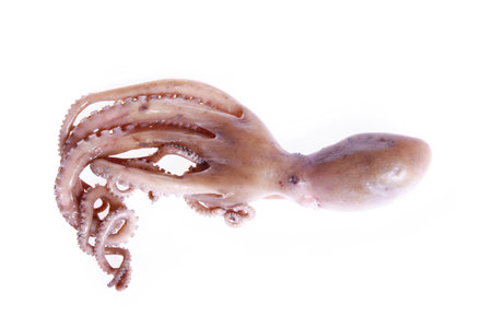 Octopus on a white background, Close shotの写真素材