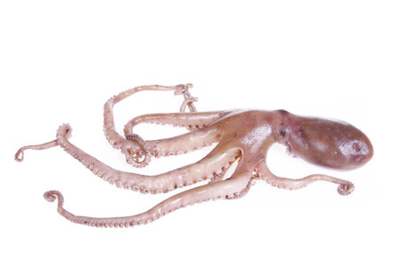 Octopus on a white background, Close shotの写真素材