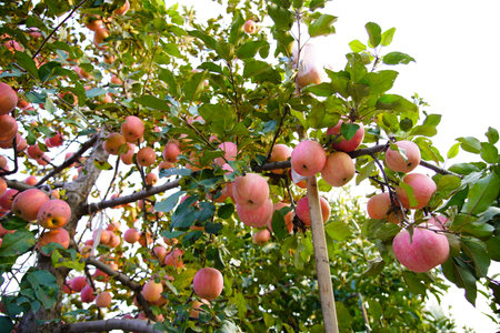 Branch of apple tree with many ripe red apples, Ripe Apples in the Apple Orchard before Harvesting....