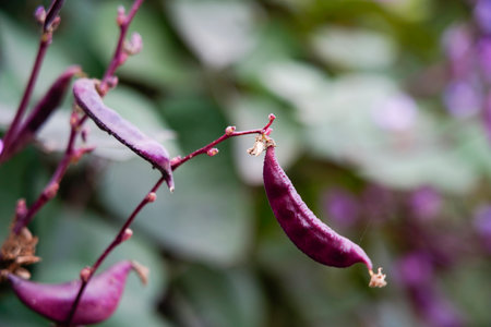 Purple lentils on vines, purple beans