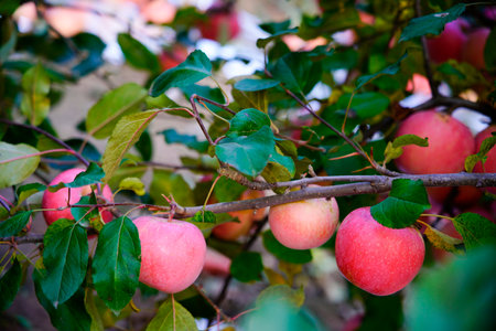 Branch of apple tree with many ripe red apples, Ripe Apples in the Apple Orchard before Harvesting....
