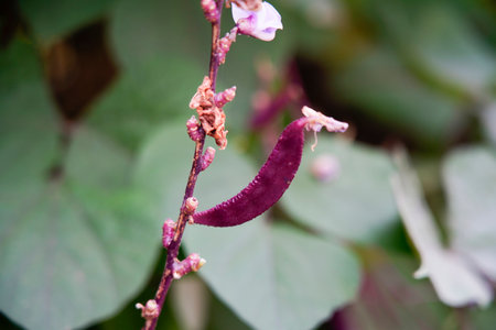 Purple lentils on vines, purple beans