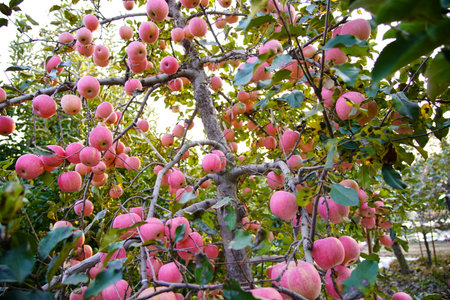 Branch of apple tree with many ripe red apples, Ripe Apples in the Apple Orchard before Harvesting. Apple orchard.の写真素材