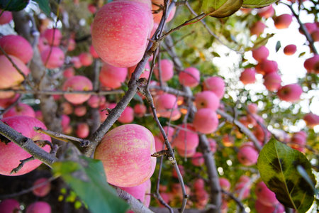 Branch of apple tree with many ripe red apples, Ripe Apples in the Apple Orchard before Harvesting. Apple orchard.の写真素材