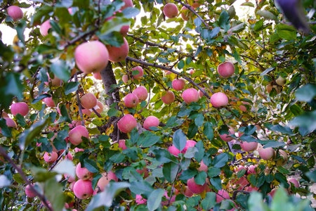 Branch of apple tree with many ripe red apples, Ripe Apples in the Apple Orchard before Harvesting. Apple orchard. Basket of Applesの写真素材