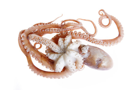 Octopus on a white background, Close shotの写真素材