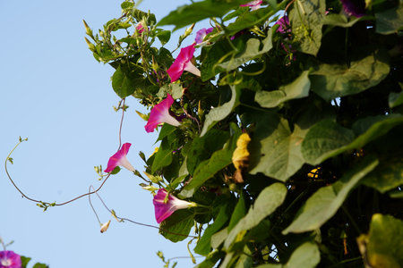The morning glory in full bloom is so gorgeous