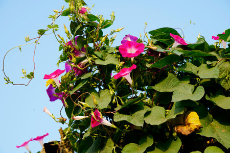 The morning glory in full bloom is so gorgeous