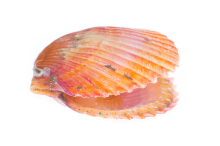 Scallops isolated on a white background, very fresh