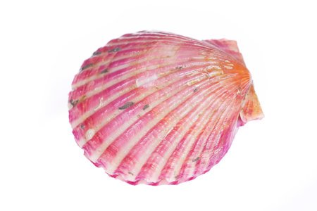 Scallops isolated on a white background, very fresh