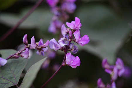 The purple beans in full bloom are in the garden, which is very beautiful.の写真素材