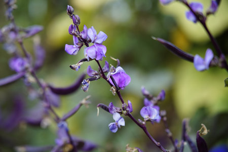 The purple beans in full bloom are in the garden, which is very beautiful.の写真素材