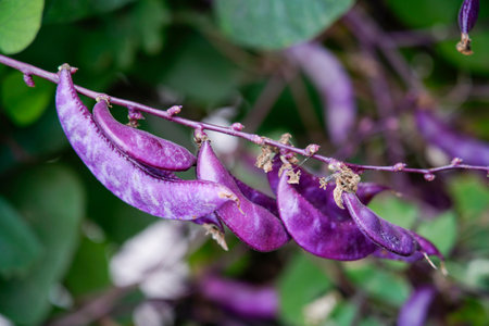 Purple lentils on vines, purple beansの写真素材