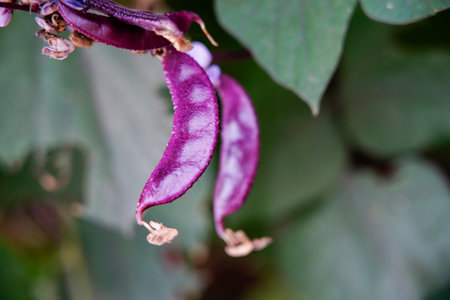 Purple lentils on vines, purple beansの写真素材