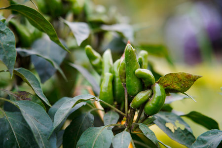Pepper grows in the field and is very beautiful.