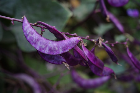 Purple lentils on vines, purple beansの写真素材