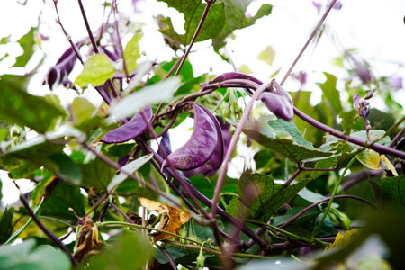 Purple lentils on vines, purple beansの写真素材