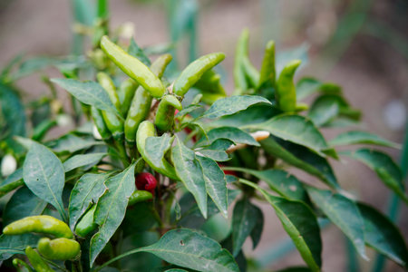 Pepper grows in the field and is very beautiful.の写真素材