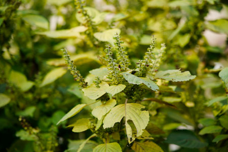 Perilla grows in the wild, and leaves are common seasoning ingredients.の写真素材