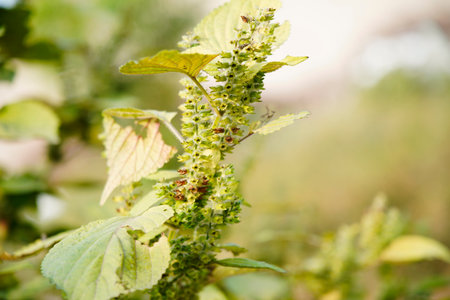 Perilla grows in the wild, and leaves are common seasoning ingredients.の写真素材