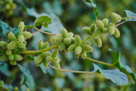 Common cocklebur fruits close-up view with selective focus on foregroundの写真素材