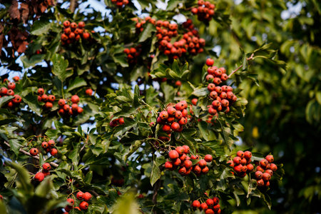 Mature hawthorn fruit hanging from branches in dense leaves. Natural seasonal background of health and natural illustrations. Macro photography of hawthorn fruit in green leaf background.の写真素材
