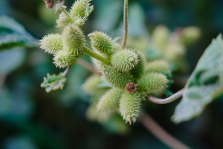 Common cocklebur fruits close-up view with selective focus on foregroundの写真素材