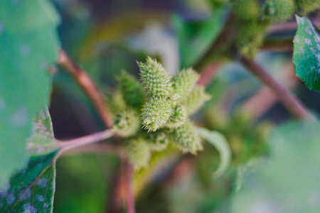 Common cocklebur fruits close-up view with selective focus on foregroundの写真素材