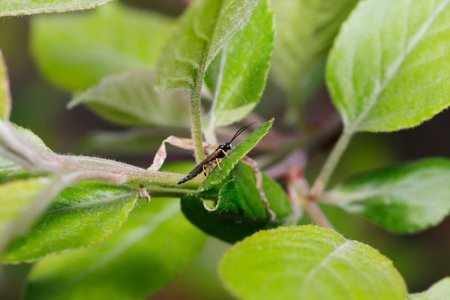 Bees, outdoor photographyの写真素材