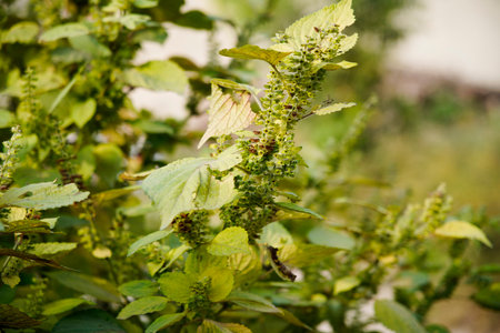 Perilla grows in the wild, and leaves are common seasoning ingredients.の写真素材