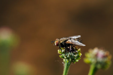 Fly or housefly looking for food.の写真素材