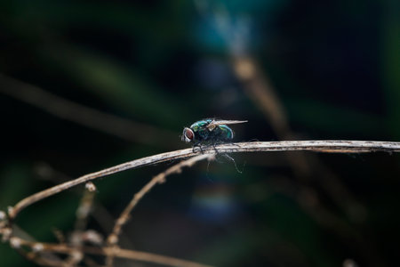 Fly or housefly looking for food.の写真素材