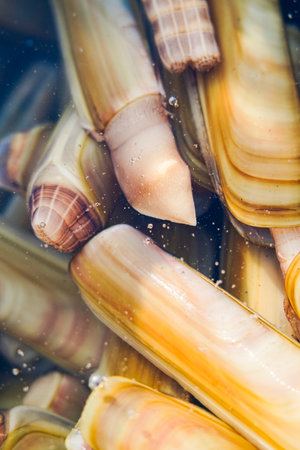 Fresh razor shell on ice at the seafood booth.の写真素材
