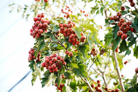 Mature hawthorn fruit hanging from branches in dense leaves. Natural seasonal background of health and natural illustrations. Macro photography of hawthorn fruit in green leaf background.の写真素材