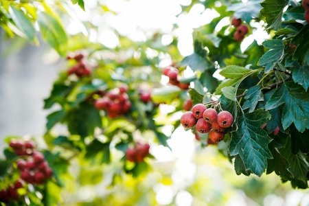 Mature hawthorn fruit hanging from branches in dense leaves. Natural seasonal background of health and natural illustrations. Macro photography of hawthorn fruit in green leaf background.の写真素材