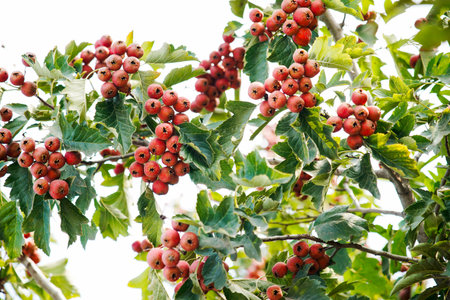 Mature hawthorn fruit hanging from branches in dense leaves. Natural seasonal background of health and natural illustrations. Macro photography of hawthorn fruit in green leaf background.の写真素材