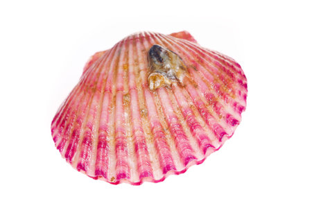 Scallops isolated on a white background, very fresh