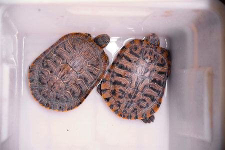 A group of small turtles are tightly stacked together, with their iconic ear spots clearly visible....