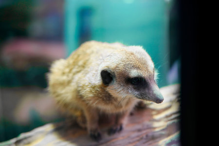A mongoose is lying on rough wood, its fur is light brown and gray white, and the dark spots around...