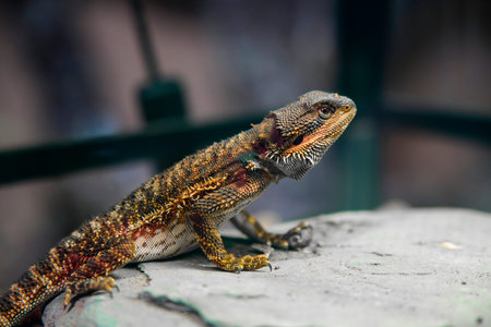 A maned lion lizard is quietly perched on the platform, its iconic spiky scales on the neck clearly...